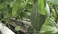 新疆最新吃瓜视频,揭秘当地特色美食与风土人情