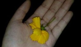 吃瓜唱歌视频大全,吃瓜唱歌视频大全，欢乐时光尽在其中