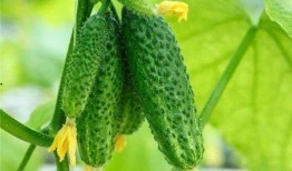 吃瓜小黄瓜,揭秘娱乐圈那些不为人知的幕后故事