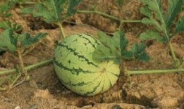 用生命在吃瓜,一场关于生存与毁灭的生死较量