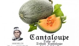 什么瓜是群众吃的,揭秘群众喜爱的“群众瓜”