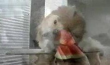 吃瓜猫吃西瓜可爱头像,吃瓜猫吃西瓜可爱头像萌动人心