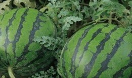 吃瓜句,吃瓜群众视角下的娱乐圈风云