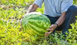 广西吃瓜行健,探寻地方美食与健康生活的完美融合