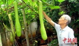 砍瓜看着吃的生瓜,砍瓜的奇妙蜕变之旅