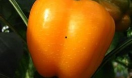 吃瓜挑瓜看瓜图片,从吃瓜挑瓜到看瓜，一图掌握瓜事全貌