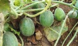 瓜吃的最麻,揭秘最麻瓜果的极致体验