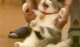 公司高管吃瓜,揭秘公司高层“吃瓜”背后的故事