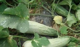 红酥瓜怎么吃,解锁美味新境界