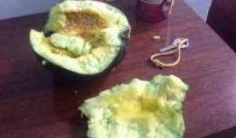 吃瓜为什么不吃瓤瓜呢,为何吃瓜不食瓤瓜之谜揭晓