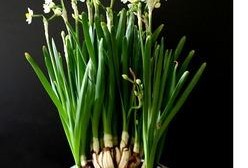 吃瓜老水仙,瓜界传奇的幕后故事