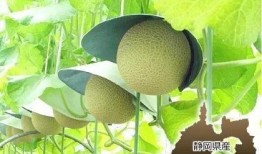 最新土豪吃瓜事件,一场奢华的社交盛宴背后的真相