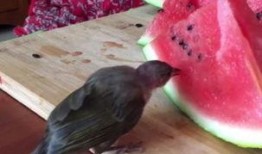 普通小鸟吃瓜,小鸟的瓜田奇遇记