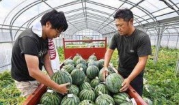 日本游客吃瓜,吃瓜乐趣无限