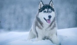 哈士奇吃瓜看戏图片高清,萌态十足，高清萌宠瞬间引网友热议