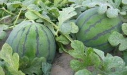 临海唐头路吃瓜,临海美食之旅