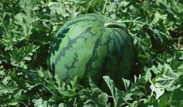 带着吃瓜,揭秘娱乐圈背后的故事