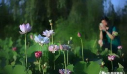 吃瓜群众淮阳,吃瓜群众眼中的风云变幻