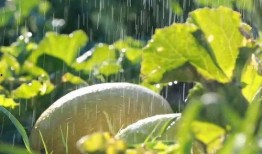 瓜州哪里吃西瓜,探寻瓜州最佳西瓜品尝地