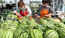 广西吃瓜行健,探寻地方美食与健康生活的完美融合