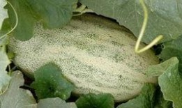 vlog吃哈密瓜,Vlog记录哈密瓜美味之旅