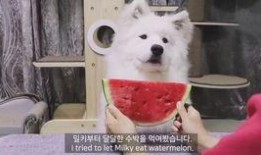 吃瓜被咬腿,意外被瓜咬伤腿部，警惕夏日饮食安全