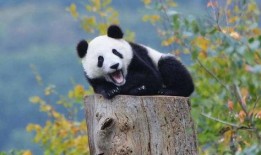 探长吃瓜熊猫斯基,熊猫斯基成谜案关键