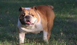 斗牛犬可以吃蜜瓜吗,蜜瓜是否适合它们食用？