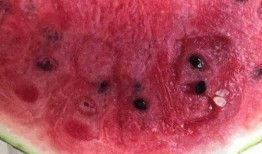 阿姨瓜怎么吃,解锁夏日清新美味