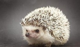 刺猬吃瓜完整视频,一场萌趣横生的夏日奇遇