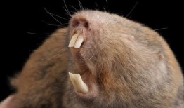 老鼠吃瓜牙印图,揭秘老鼠的“美食”牙印