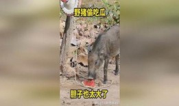 吃瓜跑山猪,揭秘农村生活的趣味瞬间