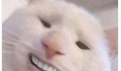 吃瓜吃出猫咪纹,意外吃出猫咪纹，揭秘猫咪纹背后的神秘传说