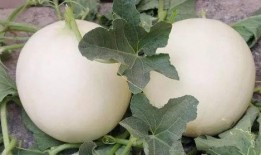 吃甜瓜怎么挑瓜,教你轻松挑出美味佳品