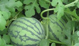 茄瓜怀孕可以吃吗,茄瓜的食用安全与营养益处