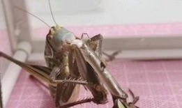 蝈蝈吃佛手瓜,自然界的和谐共生