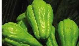 蝈蝈吃佛手瓜,自然界的和谐共生