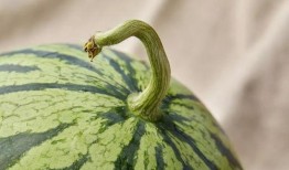 上海巴斯夫吃瓜事件,一场意外引发的舆论风波