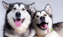 哈士奇吃瓜看戏图片高清,萌态十足，高清萌宠瞬间引网友热议