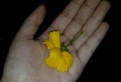 吃瓜素材视频曝光