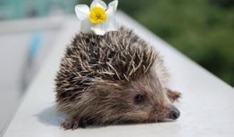 刺猬吃瓜完整视频,一场萌趣横生的夏日奇遇