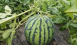 吃瓜和看瓜有什么不同,揭秘两者之间的微妙差异