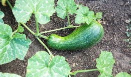 瓠瓜婴儿怎么吃,瓠瓜婴儿辅食制作与食用指南