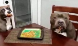 狗子可以吃蒲瓜吗怎么吃,狗子如何享用美味蒲瓜