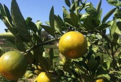 吃瓜的桔子,揭秘瓜界新宠儿的魅力与故事