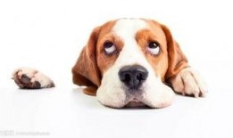 狗看人吵架吃瓜,看人吵架，乐在其中