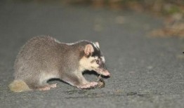 吃瓜猹的梗,揭秘网络热梗背后的趣味与思考