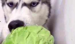 狗子可以吃蒲瓜吗怎么吃,狗子如何享用美味蒲瓜