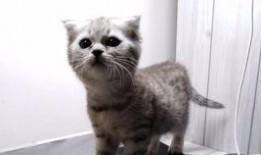 蓝喵吃瓜,揭秘娱乐圈幕后故事