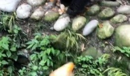 吃瓜的熊猫老师